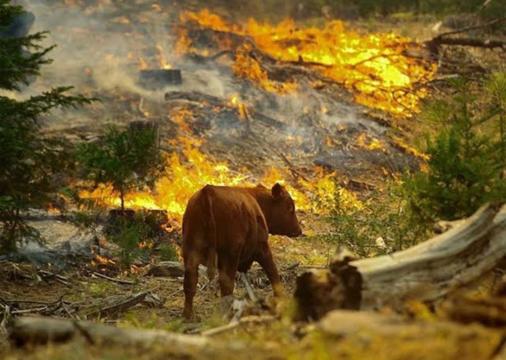Canı cehenneme rahat uyuyanın
Kapısını örtenin perdesini çekenin
Yüreği yalnız kendiyle dolu olanın
Duvarları ancak çarpınca görenin
Canı cehenneme başkasının yangınıyla
Evini ısıtıp yemeğini pişirenin

#TürkiyeYanıyor