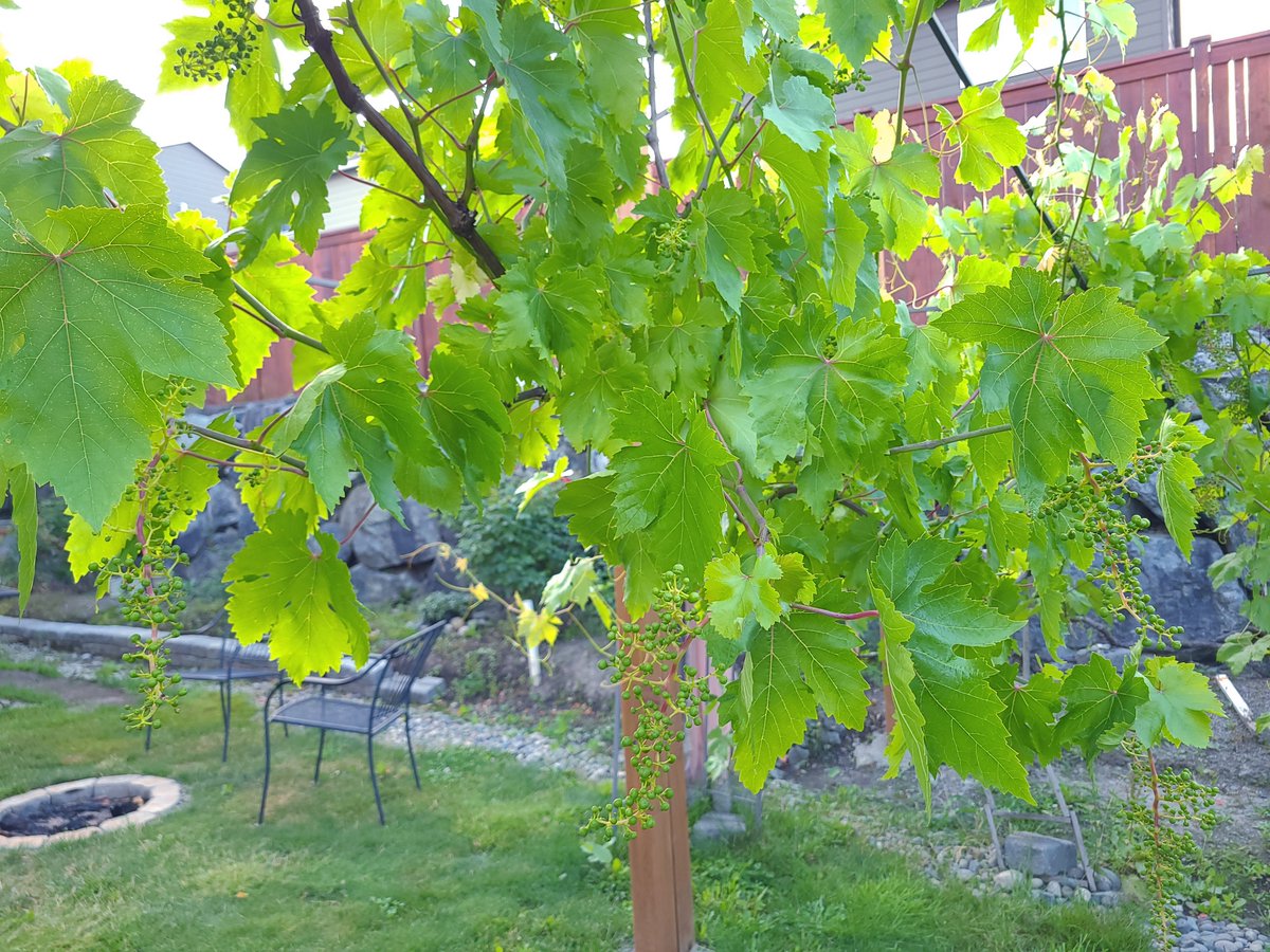 LovelyEarthS's tweet photo. The grape vine in the backyard. Even if you have a small yard, you can grow a lot of food.
#GrapesOnTheVine #GrowWhatYouEat #OrganicallyGrown #OrganicGrapes #EatOrganic #NoChemicals #SmallBackyard #LovelyEarthSociety https://t.co/pUcC9lYNnh