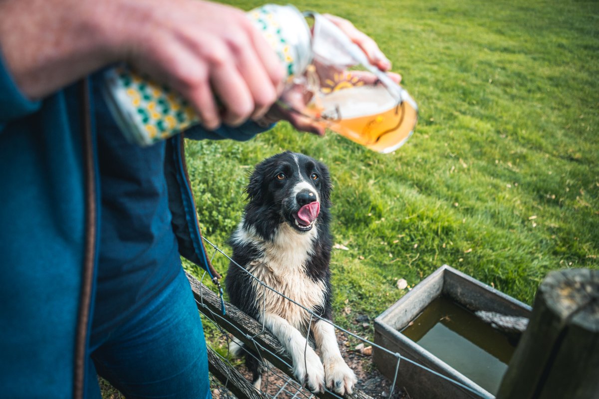 Purity Brewing Co tweet media