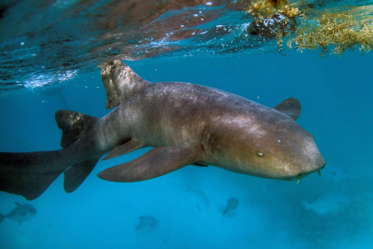 Melissa Cristina Márquez (@mcmsharksxx) on Twitter photo <a href="/SharkWeek/">Shark Week</a> may be over for viewers, but it is always #SharkWeek for the Puerto Rican scientists who have dedicated their lives to studying and protecting these animals: buff.ly/3zJXYJL
<a href="/CienciaPR/">CienciaPR</a> <a href="/PRicansInSTEM/">Puerto Ricans In STEM</a> <a href="/discover_PR/">Discover Puerto Rico</a> <a href="/PuertoRicoPUR/">Puerto Rico 🇵🇷</a> <a href="/SharkWeek/">Shark Week</a> may be over for viewers, but it is always #SharkWeek for the Puerto Rican scientists who have dedicated their lives to studying and protecting these animals: buff.ly/3zJXYJL
<a href="/CienciaPR/">CienciaPR</a> <a href="/PRicansInSTEM/">Puerto Ricans In STEM</a> <a href="/discover_PR/">Discover Puerto Rico</a> <a href="/PuertoRicoPUR/">Puerto Rico 🇵🇷</a>