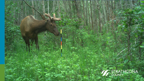 StrathcoCounty's tweet photo. As part of our biodiversity monitoring program, w/ @ABbiodiversity, we have cameras set up along key wildlife corridors in the County.

We hope you'll join us on @ABMINatureLynx &amp; share your local wildlife sightings! Check out our page for more details.

https://t.co/XJk9lnXDaX https://t.co/eeR3Ua1JZr