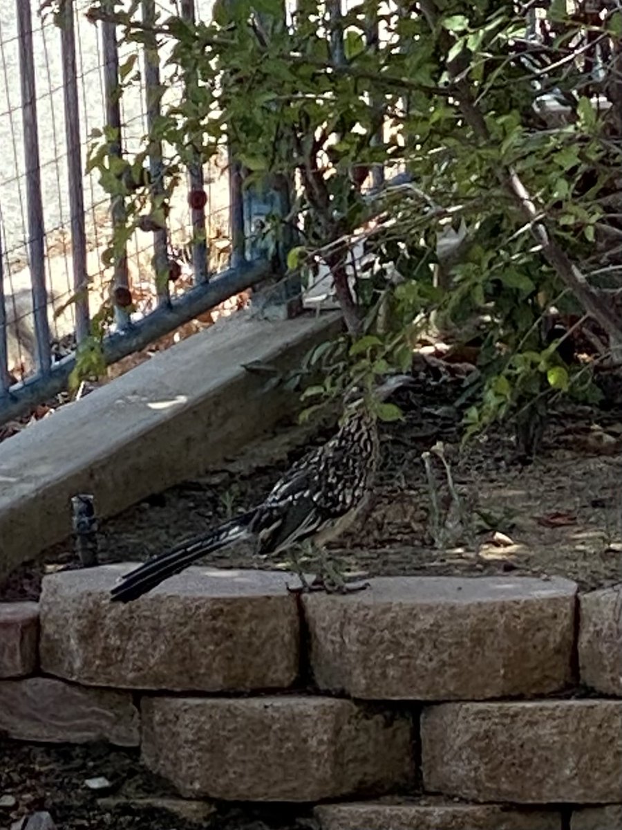 Kenny Hall tweet media