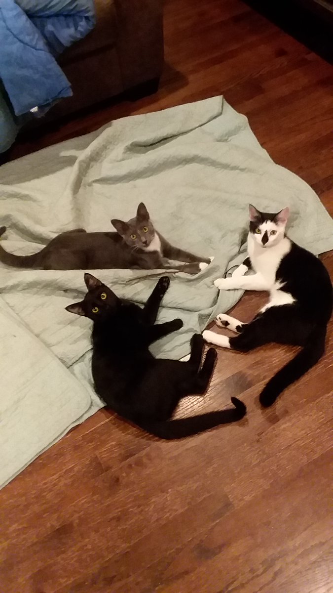 BeckyRuss09's tweet photo. @SaveMacGyverHQ #MacPets Co helped me with postcards. Here he is with his brothers, Vax (grey) and Pandy (black and white). Their names are short for Covid, vaccine, and pandemic. I adopted them last spring.
#SaveMacGyver https://t.co/2N1UN5f9BH