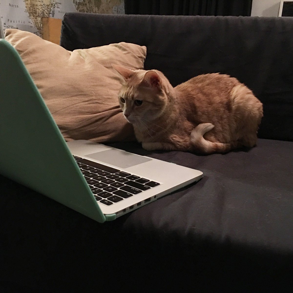 StevenRayMorris's tweet image. using only pictures of your pet(s) where are you mentally

Also this is probably the time I should tell Twitter I made an Instagram for Penny Lane: instagram.com/divacheetah/