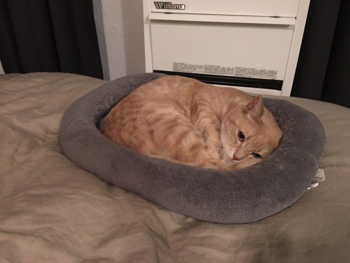 StevenRayMorris's tweet image. using only pictures of your pet(s) where are you mentally

Also this is probably the time I should tell Twitter I made an Instagram for Penny Lane: instagram.com/divacheetah/