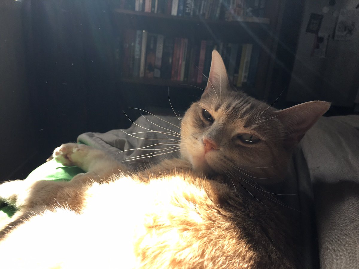 StevenRayMorris's tweet image. using only pictures of your pet(s) where are you mentally

Also this is probably the time I should tell Twitter I made an Instagram for Penny Lane: instagram.com/divacheetah/