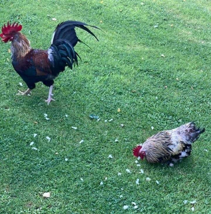 These two poor boys have been dumped!! A very kind lady is trying to help them, she is 9 months pregnant &amp; is unable to keep them herself! They are lovely, friendly boys it's heartbreaking that someone could do this to them. PLEASE can anyone help them?? WESTON SUPER MARE 💚