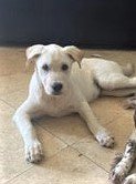 Beautiful Marley is a 10 month old Lab mix who loves everyone. She's looking for a foster or forever home in the L.A. area. If you have room for Marley in your home and heart, please fill out an application at muchlove.org/foster/. Thank you! #adopt #rescue #foster