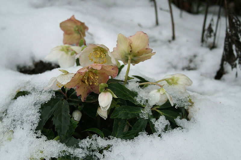 Первые цветы после снега. Морозник первоцвет. Морозник зимний цветок. Морозник весенний. Морозник Winter Sunshine.