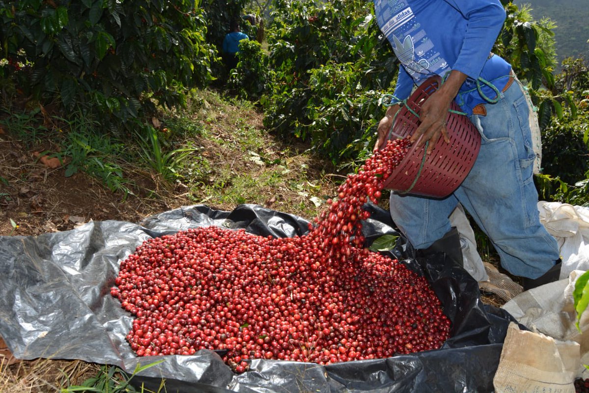 El lote 1A de <a href="/elInjertoCoffee/">El Injerto Coffee</a>, en su variedad geisha, se cotizó a US$53.10 por libra; siendo el café mejor valorado en la subasta.

📷 El Injerto