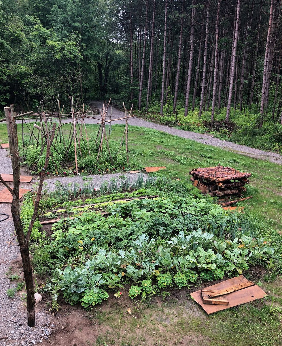 FarmMoonstone's tweet photo. Another glorious day in the Forest. The perfect day to be weeding in the garden, they hardly put up a fight in these wet conditions.  The squash is going bonkers!
#vegetables #gardening #vegetablegarden #GardeningTwitter https://t.co/hMNREdirMR