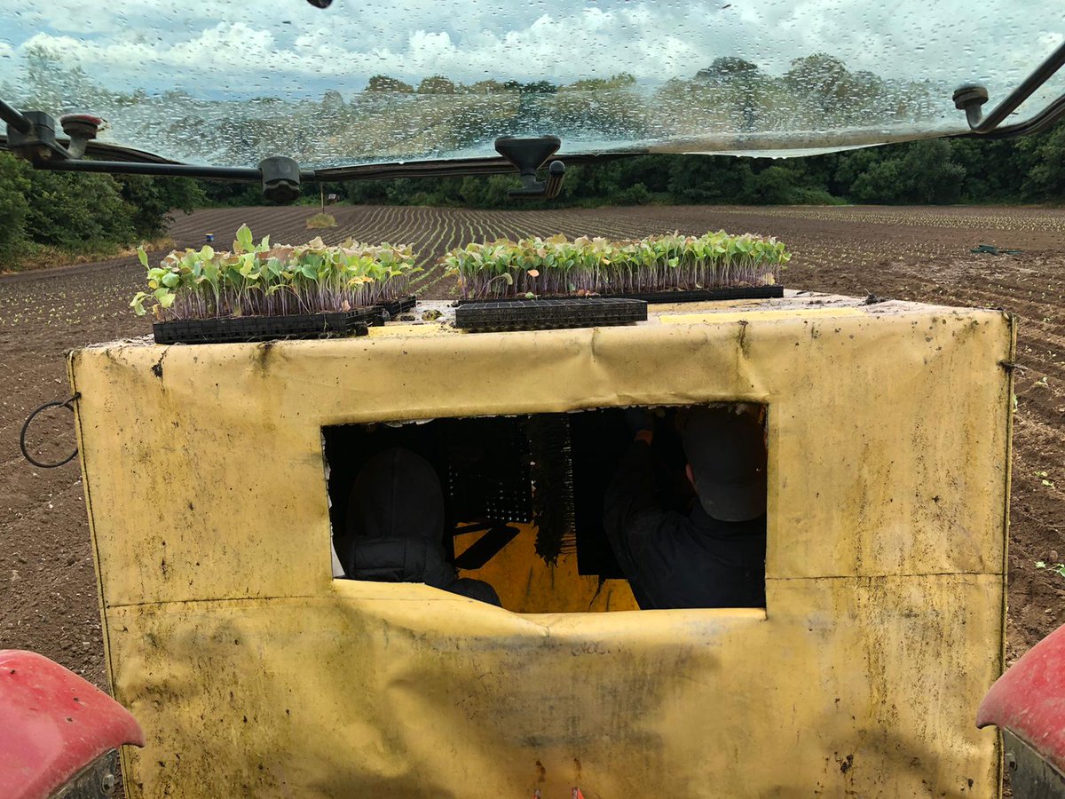 An absolutely massive effort by the lads this week to get our winter brassica planting back up to date. Now to keep them growing over the next 9 months!