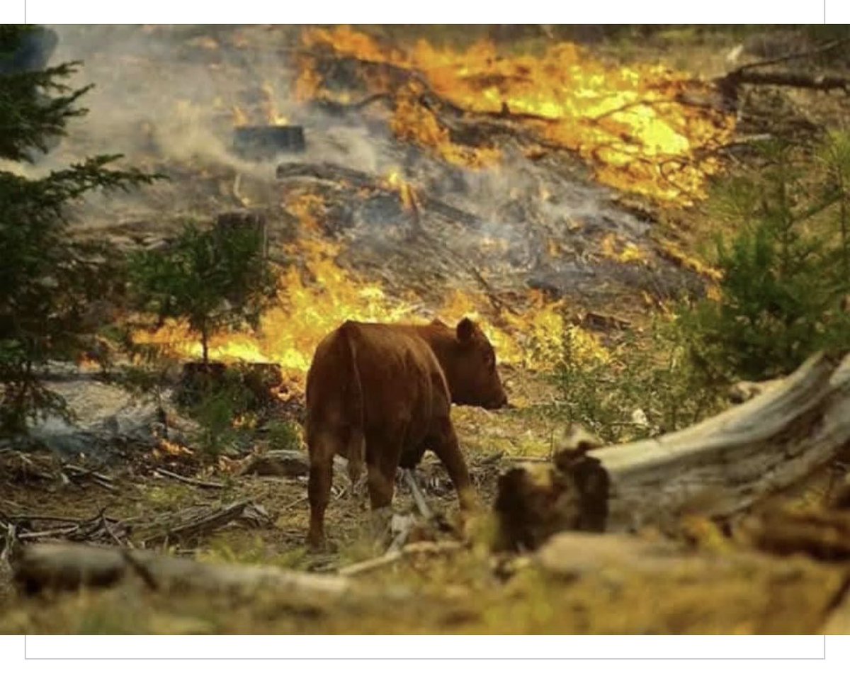 Söyleyecek birşey bulamıyorum Allah’a havale ediyorum onunda bir hesabı vardır