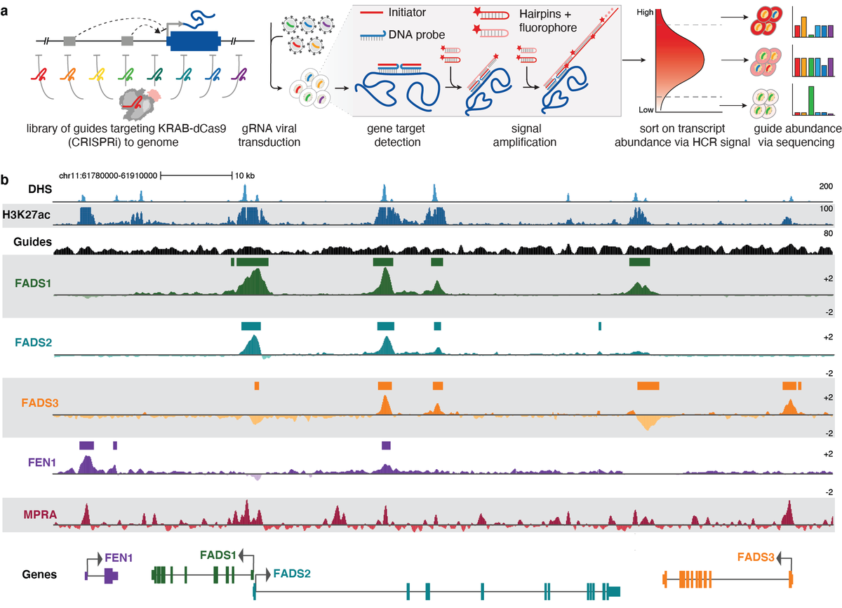 broadinstitute's tweet photo. We’re excited to introduce #HCRFlowFISH, a new method for characterizing the function of gene regulatory elements developed by @ReillyLikesIt, @r_tewhey, @SagerGosai, @PardisSabeti and colleagues. Now in @naturegenet; some highlights below. https://t.co/zw3N3fnsOF 1/6 https://t.co/sJl2N6AKYC