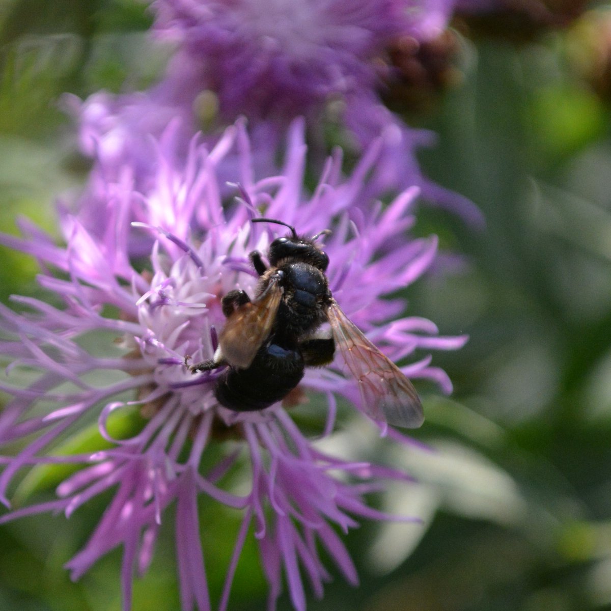 Ladies in black: Die blaue Holzbiene Xylocopa violacea und die Kohlschwarze Sandbiene Andrena pilipes 🖤

Holzbienen benötigen zum Nisten Totholz, Sandbienen offenen, sandigen Boden

Während die Holzbiene vom Klimawandel profitiert leidet A. pilipes stark unter Lebensraumverlust