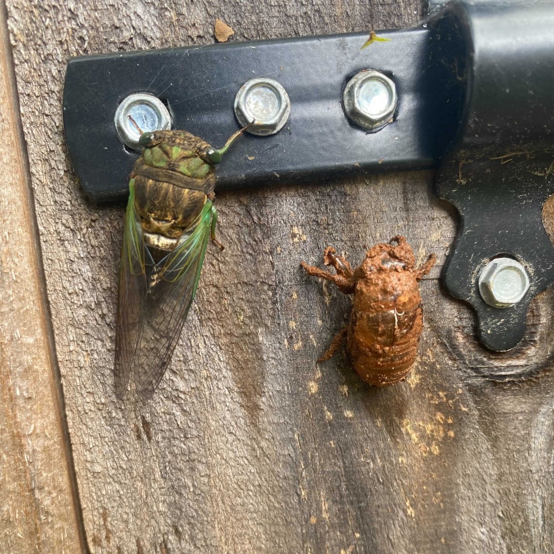 ScoutPest's tweet photo. It's a big year for cicadas, have you seen any around your home? This is a great image captured by one of our techs showing an adult bug, and a shedding left behind when they molt. https://t.co/lM8Iq4uOkH