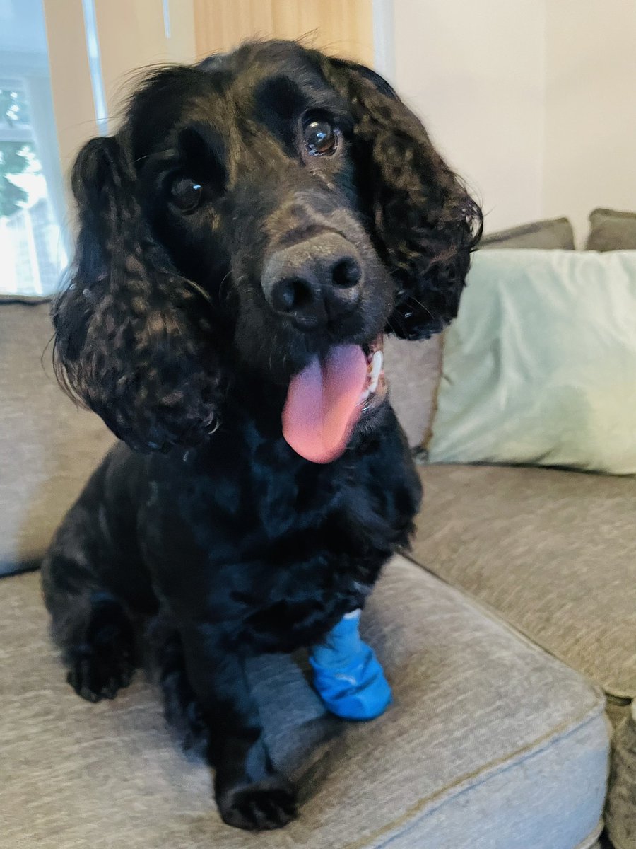 siany1974's tweet photo. We are puppy sitting for a couple of days. They are now the best of friends but it took Harley a little while to stop being so excitable ππ #Cockerspaniel #WorkingCocker #ShowCocker #Spaniels #Puppy #Doggydaycare πΎ https://t.co/nnF9vfUy06