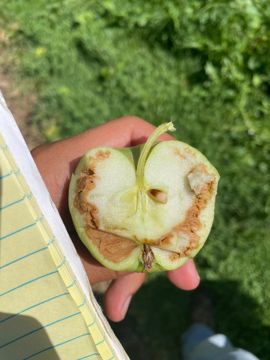 WSUTFRECPhysiol's tweet photo. Orlando, a student working in my lab and a senior ⁦@wsucahnrs⁩ took this photo. Fruit temperatures were so hot this year that internal disorders are showing up early, even in shaded fruit. Anyone else seeing this around Washington State or elsewhere? https://t.co/omOPn5nwHN
