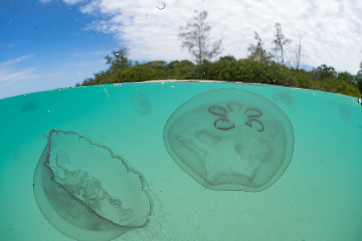 Dive into the spectacular Quirimbas Archipelago Hope Spot and meet the new Hope Spot Champions in Ocean Stories bit.ly/QuirimbasOcean… and explore further in StoryMaps bit.ly/QuirimbasStory… #HopeSpots

Photo by Dr. Mark Ziembicki