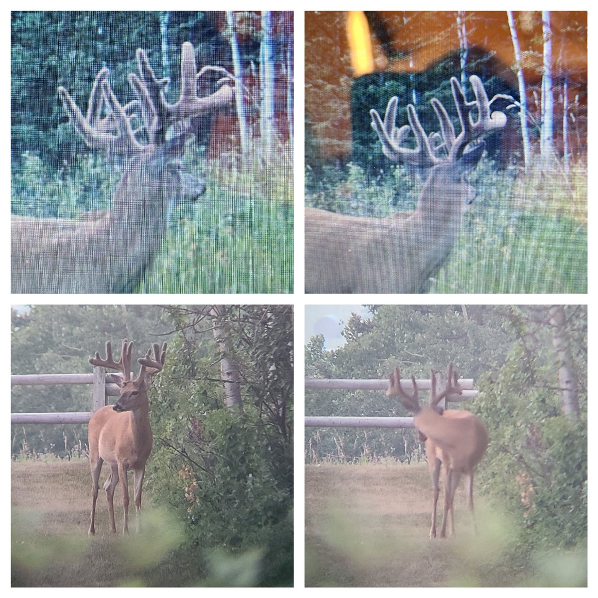 yychunter's tweet photo. Top august 31 2020.
Bottom was last night, july 28th 2021 .. same deer??? Hoping to see couple moreninches of tine length on this guy before the growing stops! #whitetail #bowzone #hunting2021 #booner #boonencrockett guesses on score? https://t.co/65AnZMzzBd
