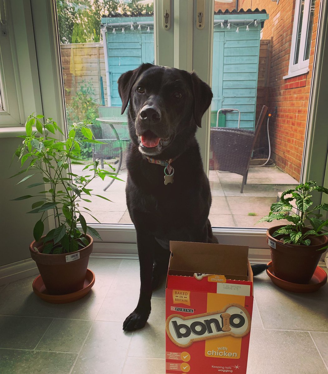 bowow_jack's tweet photo. The Bonio Fairies have been!!!!!! Thank you all for your pawsitive thoughts. I’ve had a word with the humans and they’ve promised to never forget my Bonios again. If you need me, I’ll be with my box #Labrador #NeverBeenFed #ILoveBonios https://t.co/c4lX7F8pCC