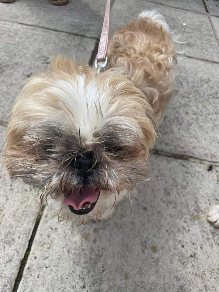 Shih Tzu Action Rescue (STAR) UK tweet media