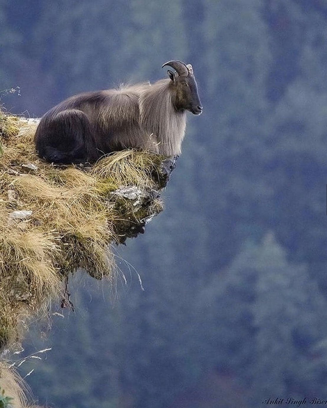 Tito Mboweni on X There are many days when I feel exactly like this goat So many demands insufficient resources What to do Jack Presto https t ODiAke8GPl X