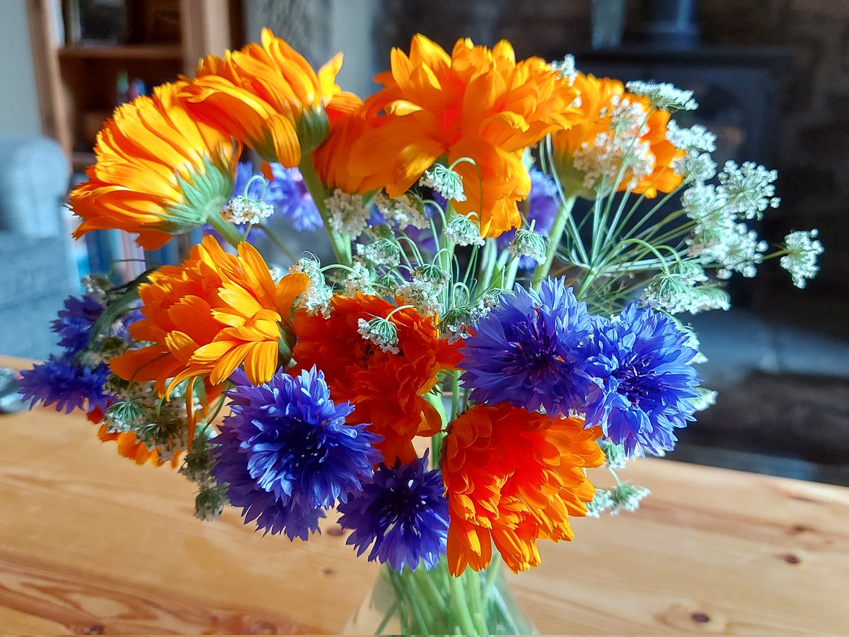 So pleased with this little posy ...all grown from seed. 
#cutflowers #growyourownflowers #calendular #cornflower #ammimajus #allotmentflowers