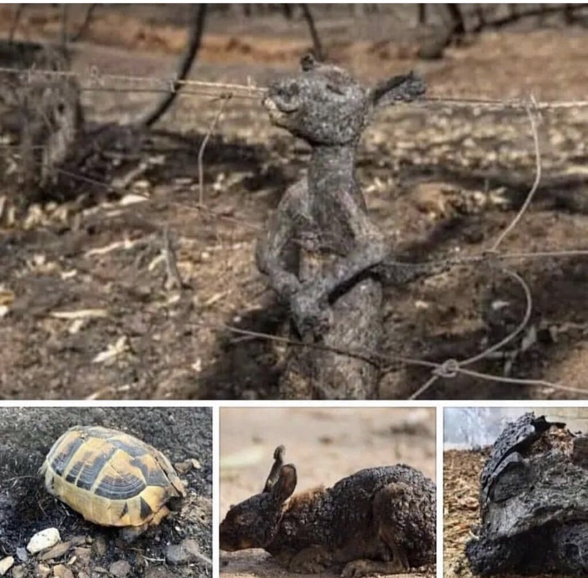 turkiye  😢😢😢😢#PrayForTurkey <a href="/UN/">United Nations</a> <a href="/NatGeo/">National Geographic</a> <a href="/LeoDiCaprio/">Leonardo DiCaprio</a> #turkiyeyaniyor