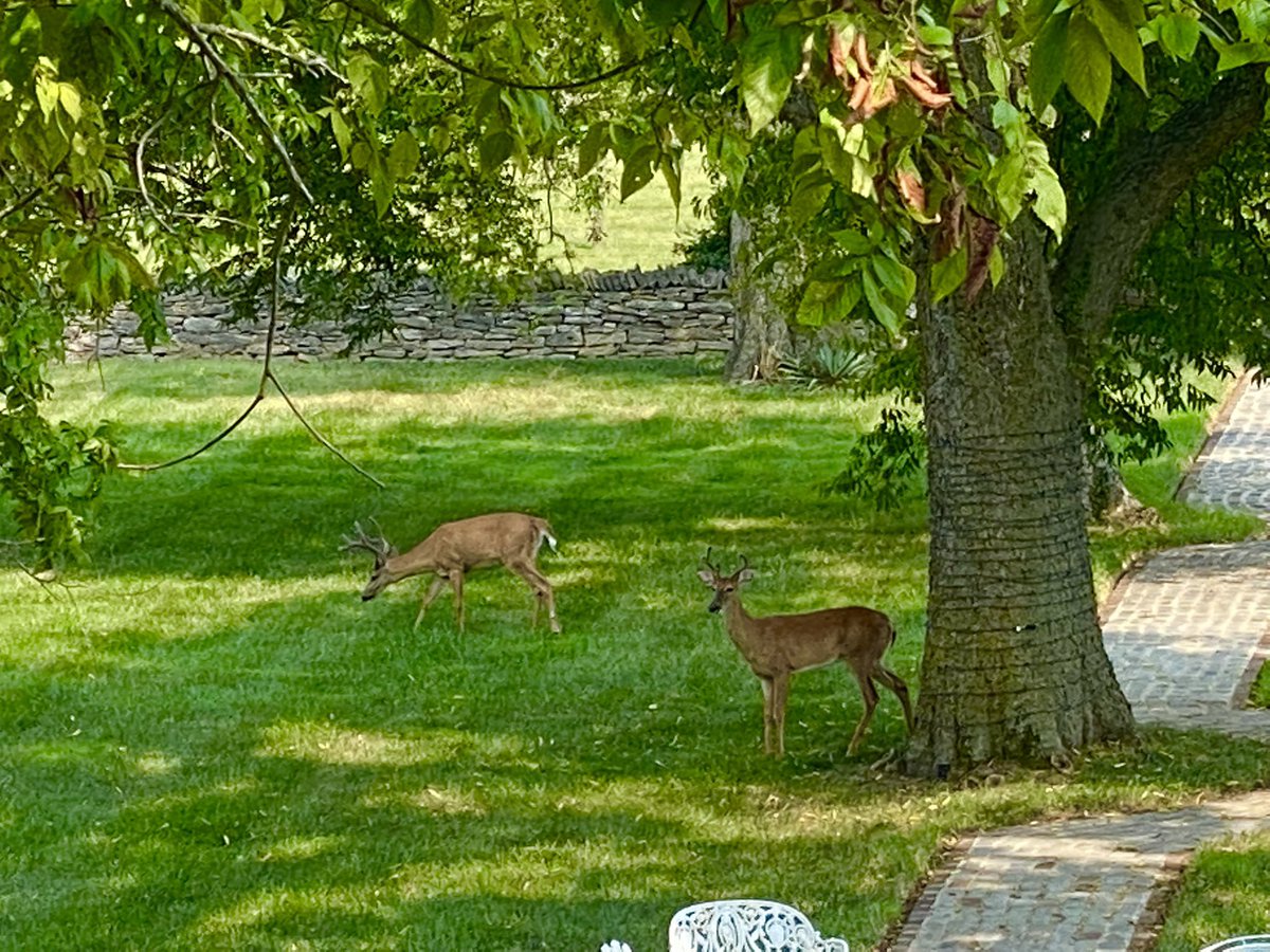 ElizabethRFC's tweet image. The Double Bucks are back today!!!!! Praising God for His protection and peace!!!