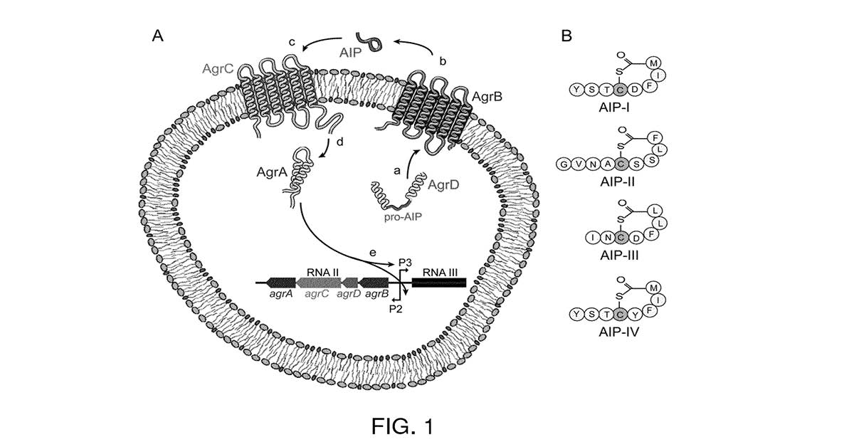 WARF_News's tweet image. .@UWMadisonChem-ists are targeting quorum sensing as a strategy to fight bacteria, such as the type that causes dangerous Staph infections. This #PatentArt from 2016 illustrates the quorum sensing circuit of S. aureus. #ThrowbackTechnology