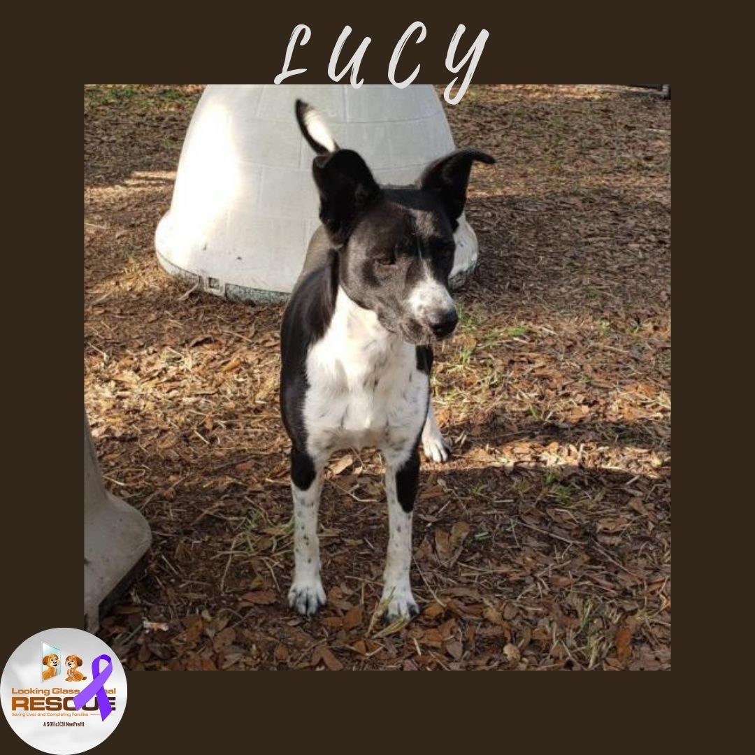 LGAnimalRescue's tweet photo. Hi Friends! My name is Lucy. I am in search of a loving and active family. I am crate trained, house trained, and I enjoy car rides. If you want to adopt me please fill out an application! #adoptdontshop #lgar #rescue #fosterssavelives
https://t.co/NIby3DntOW https://t.co/Phj9pQMZk3