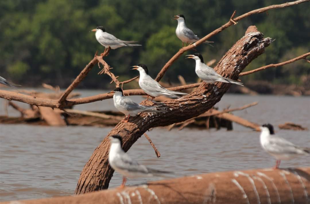 skimmerchick's tweet photo. Morning paddle before it gets too hot to be outside. Even in Oklahoma I can find my kind of birds. Forster's terns. https://t.co/lPDCdClBFj