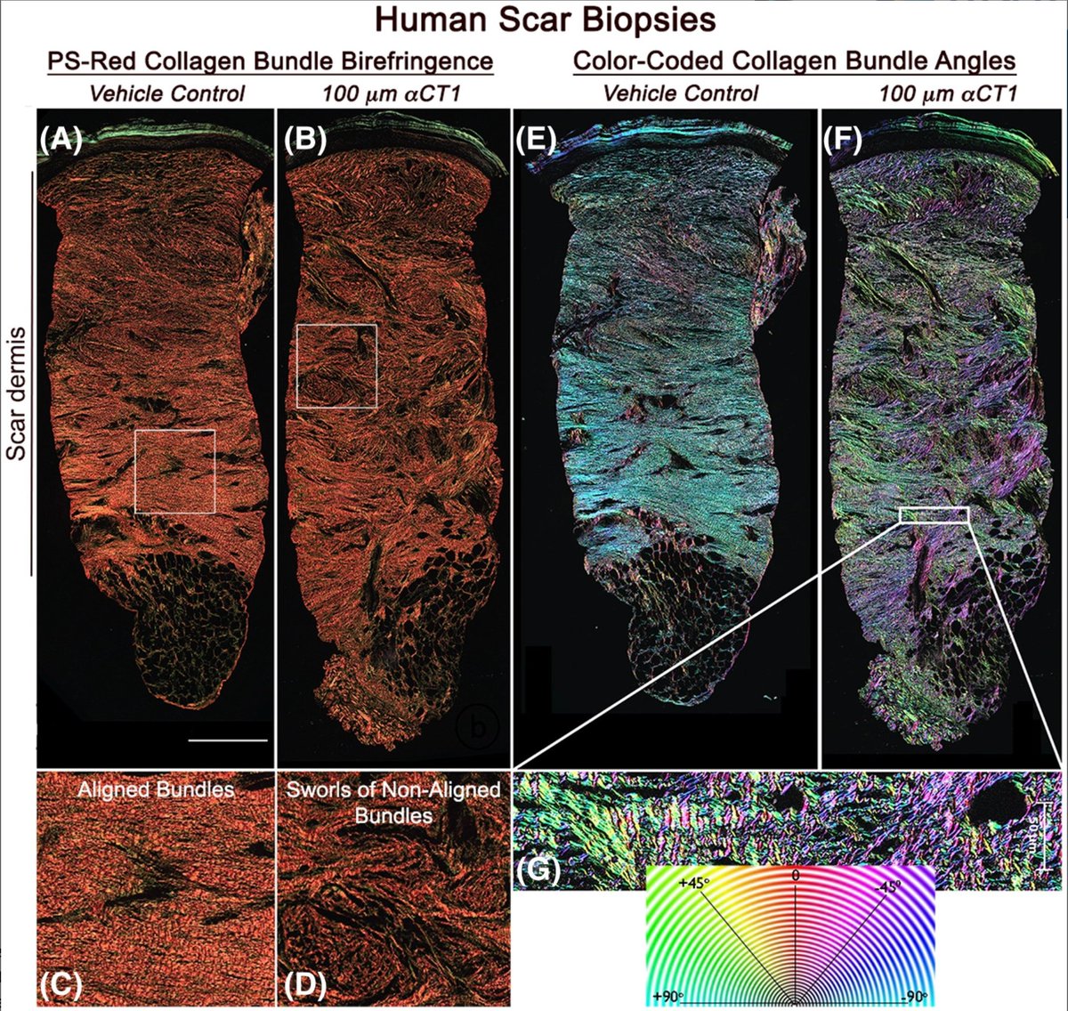 Congratulations to Dr. Jade Montgomery. The FASEB Journal selected her beautiful image (based on Fig. 3 in Montgomery et al. FASEB J, 2021 PMID: 34246197 ) for the journal cover in the issue her paper appears. #research #published