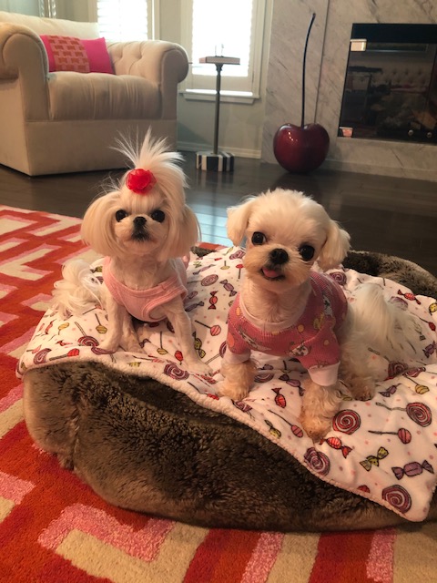 RuffRuffCouture's tweet photo. Eva &amp; Effie are back!!!  Effie is looking cute as always wearing our Animal Farm Thermal.

https://t.co/vPzmCMHFhV https://t.co/7VGduqo8TD