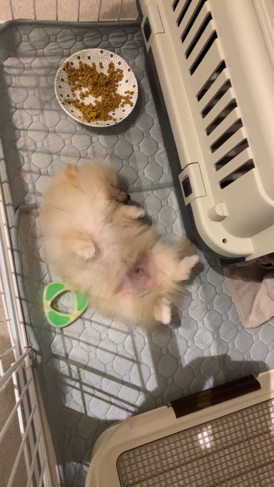 初日からヘソ天で爆睡 大物 の赤ちゃんポメについて飼い主さんに様子を聞きました ブリーダーナビ