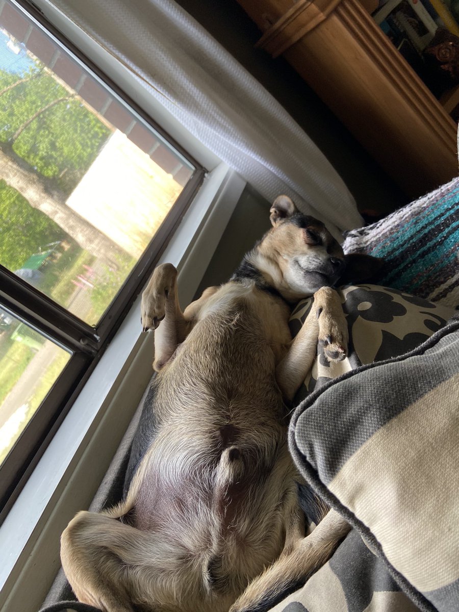 Portlandrea's tweet image. using only pictures of your pet(s) where are you mentally