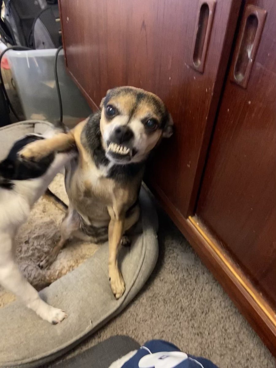 Portlandrea's tweet image. using only pictures of your pet(s) where are you mentally