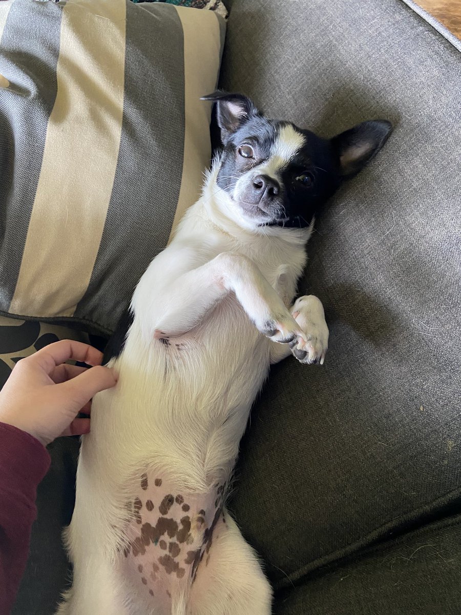 Portlandrea's tweet image. using only pictures of your pet(s) where are you mentally