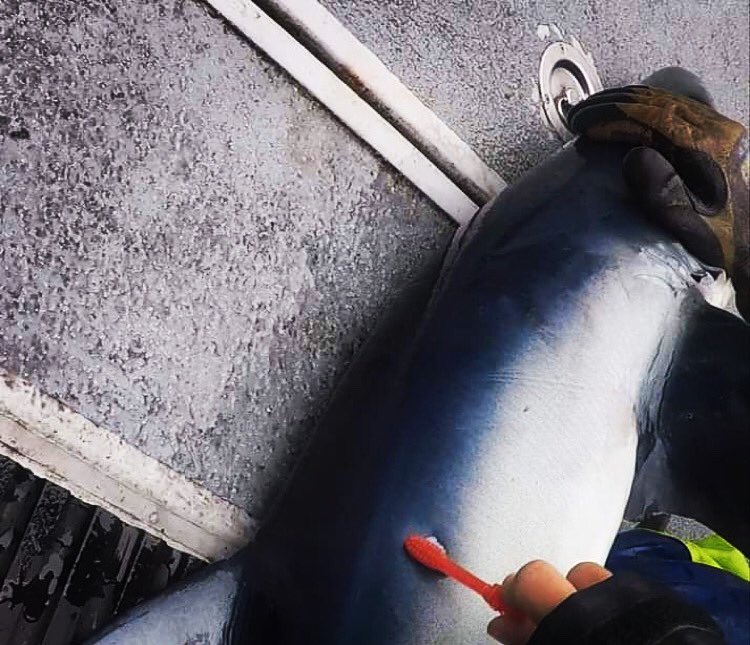 DrGeorgia_Jones's tweet photo. Scrub-a-dub-dub that’s a wrap on this field trip! I cannot thank skipper Murray, the crew and #anglers enough. Shout out to rest of @SharkHubUK team for cheering me on and working together to make trips like this possible @BU_Research #BU_CEES #sharks #science #uksharks https://t.co/Lqnrxq2tFu