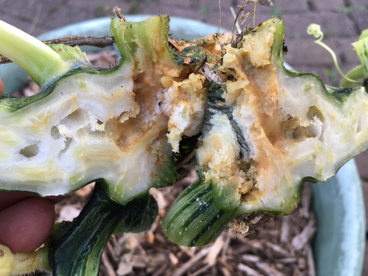 GutenGardening's tweet photo. Have you ever wondered what the inside of a squash plant looks like?
Squash bugs and vine borers led us to an autopsy of our plants.
We hope you will enjoy this video of our attempt to remove a pest problem:
https://t.co/ilLbpQuiYh
#Garden #Gardening #Yardening #SquashBugs https://t.co/keKY5JkABV