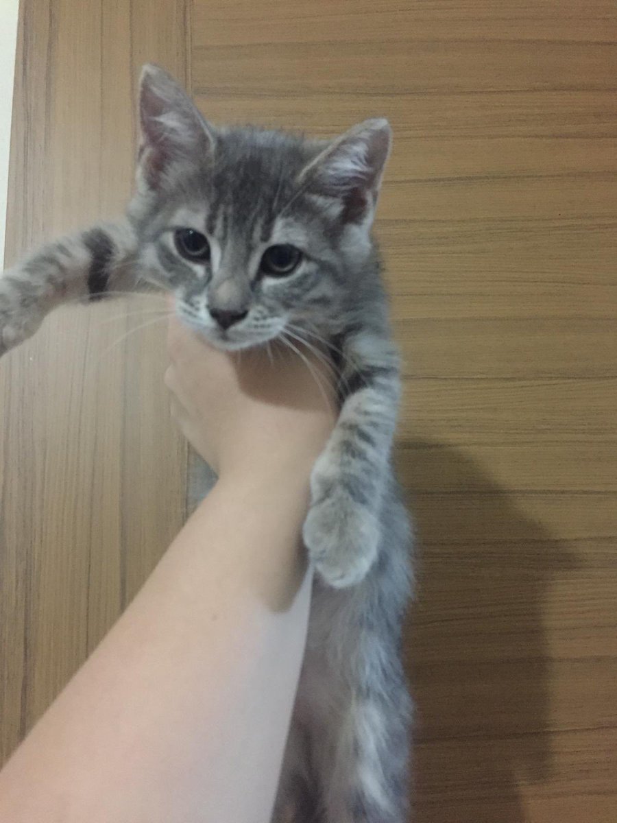 patilidostumm's tweet photo. İkisi de dişi, sokaktan alınıp büyütüldüler. Tekrar sokağa dönmelerine ramak kaldı. Evde iki köpek var , zor durumdalar. Sahiplenmek isteyen olur mu🥺 https://t.co/bGUjiklJDA
