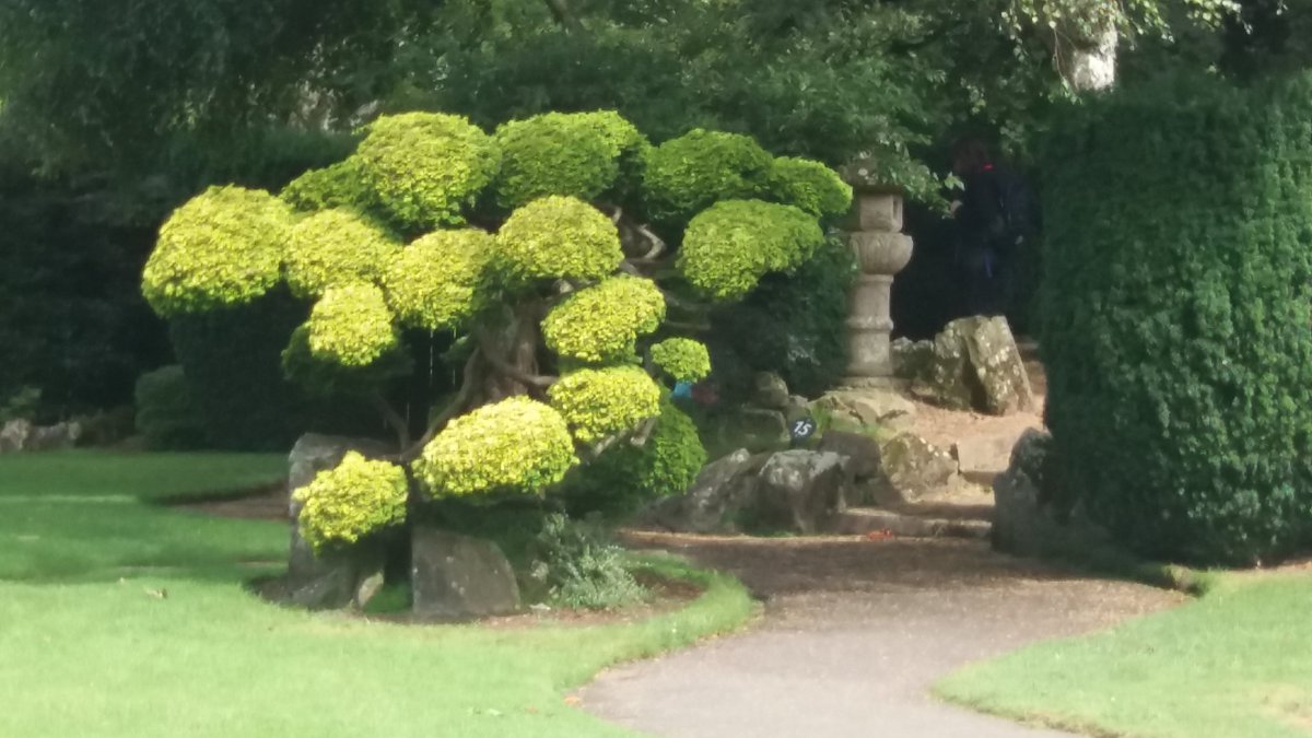 #CloudPruning @riverbankarts @nellree @IrishNatStud #JapaneseGardens