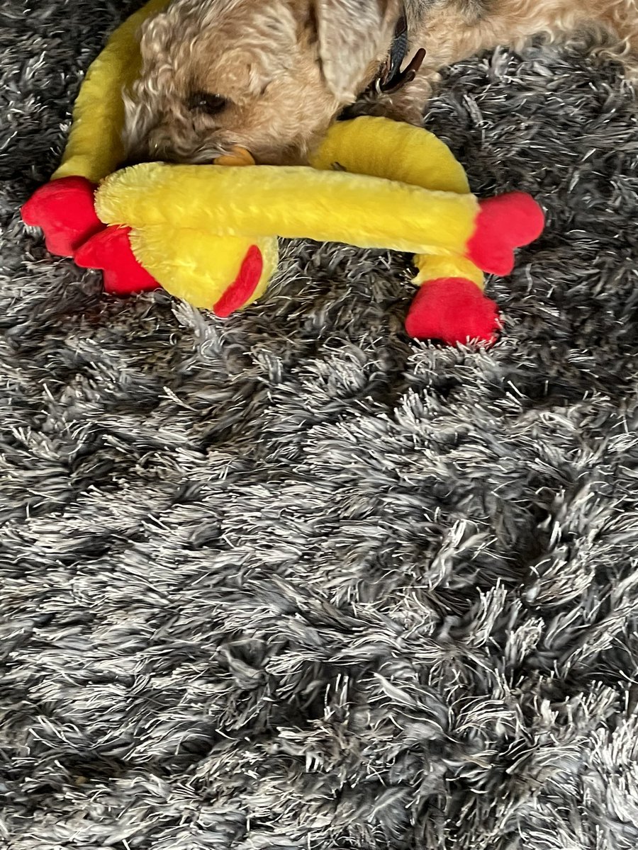 Dad brought back a new chew toy for me Yesss!! 🥰