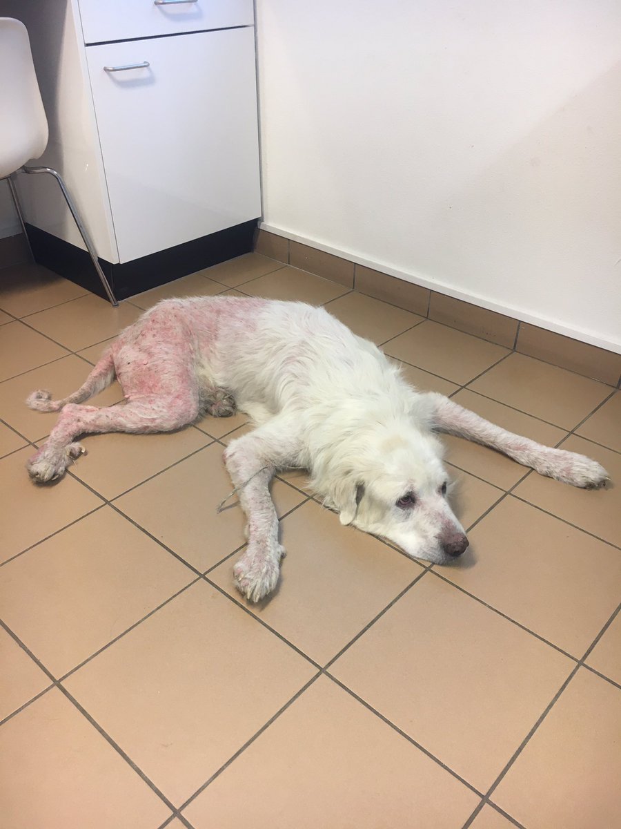 I.s.m @POL_Weerijs_BT zwaar verwaarloosde hond uit woning verwijderd. De dankbare blik spreekt alles.

Nu mag deze vent eindelijk zijn welverdiende zorg ontvangen. Daar doen wij het voor. 

Helaas komen we zulke verwaarlozing met regelmaat tegen. Meld dierenleed <a href="/Meldpunt144/">Meldpunt 144</a>