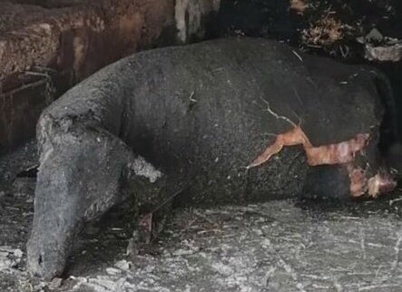 Ormanlarımızla birlikte bu canları yakan, azmettiren, çanak tutan, alkışlayan namussuzlar, hainler, iblisler. Allah da sizin canınızı yaksın. Siz de bunlar gibi cayır cayır yanın emi. #TürkiyeYanıyor