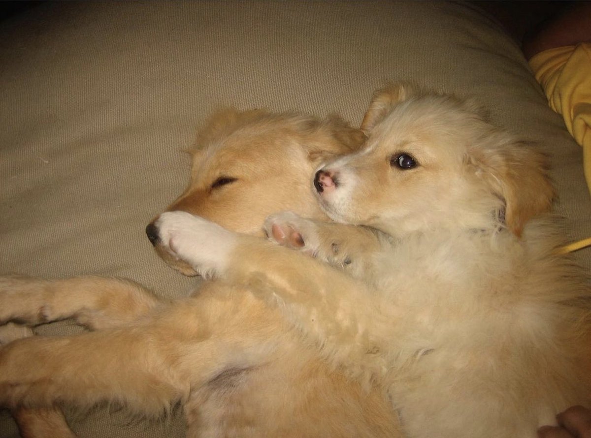mirandalambert's tweet photo. Today we had to say goodbye to sweet Jessi. I got to love her &amp; be her mom for 13 1/2 years. I found her and her brother Waylon on the side of the road in Oklahoma in Jan 08 in the middle of a sleet storm. It’s so hard to let them go but the love is worth it. #dogmom @muttnation https://t.co/nGMcNlJQVx