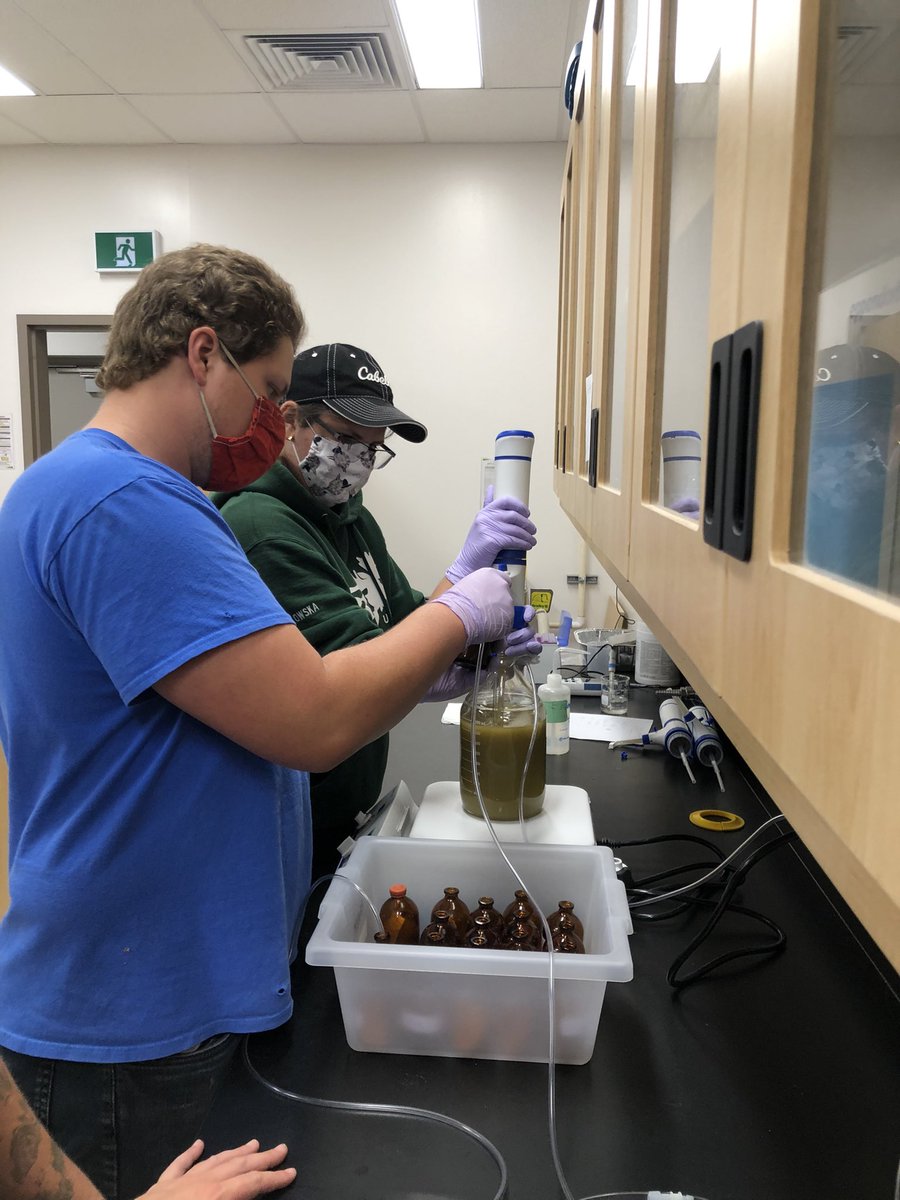 <a href="/mklemp_cattle/">Mikaela Klemp</a> is starting the last of her rumen in vitros looking at S content in drinking water and bismuth subsalicylate at the <a href="/LFCE_usask/">Livestock & Forage Centre of Excellence</a> @reccattle <a href="/RibeiroLabUsask/">Gabriel Ribeiro</a> <a href="/Gregpenner3/">Greg Penner</a>