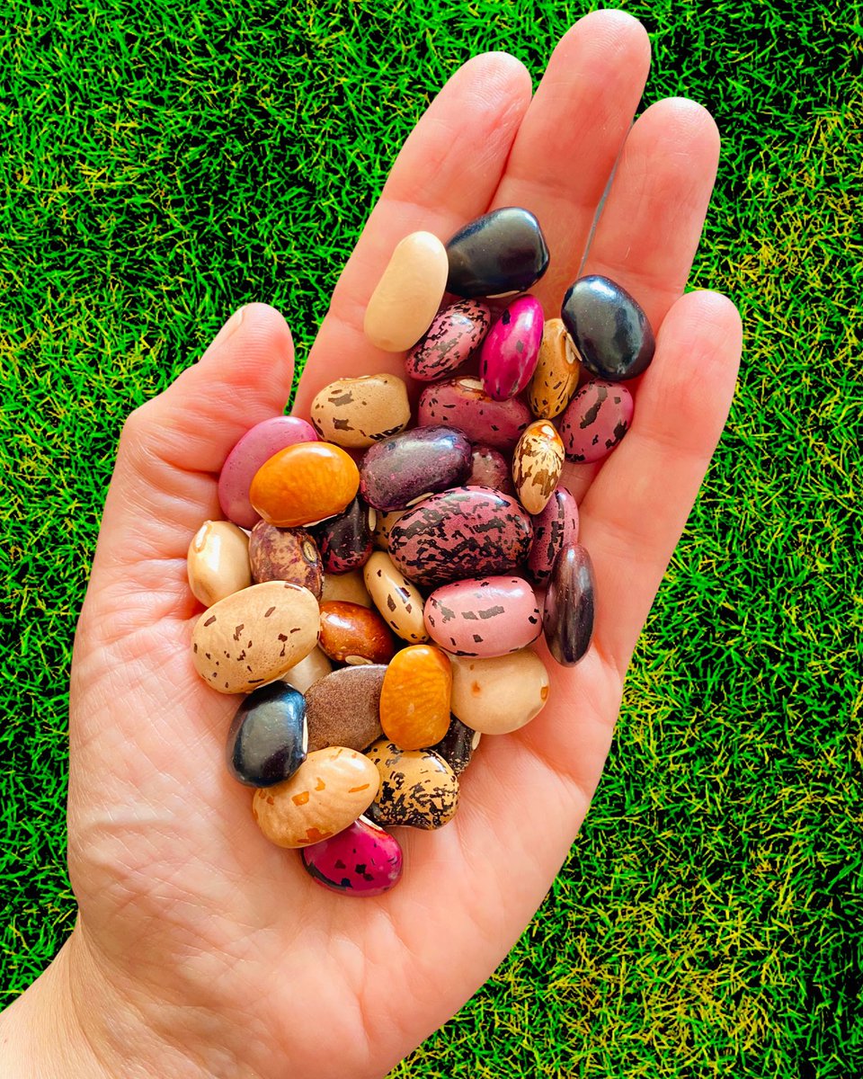 MargaritaBernal's tweet photo. Son como joyas, piedras preciosas pero con mucho mucho más valor. Alimentan alma y cuerpo. Variedad de frijoles sembrados  en Boyacá, Colombia por Don Fabriciano, campesino de pura cepa y guardian de semillas. 
¿Qué receta prepararías? https://t.co/ZA1oaLmwff