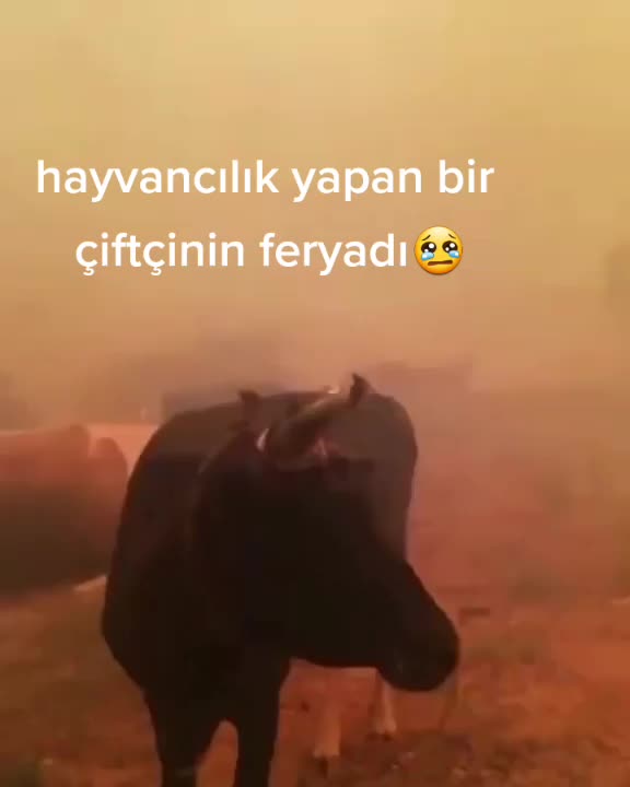 Yankoylu32's tweet photo. @RTErdogan 
Sayın cumhurbaşkanım yardım edin insanlar hayvanlar telef oluyor yangınlar için yardım edin lütfen biliyorum siz bu konuyla elbette ilgileniyorsunuz ama daha fazla canlı ölmeden ve ormanlarımız yok olmaz erken olalım gerekirse Türkiye seferber olsun keşke demen https://t.co/7rdJokJPON
